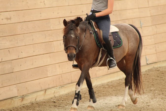 Watchung Stables