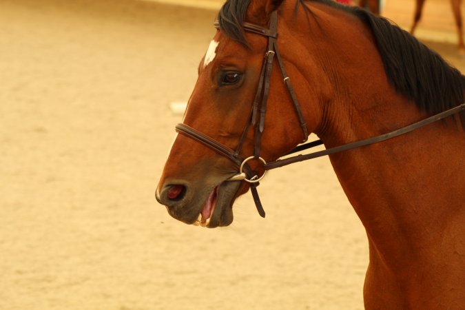 Watchung Stables