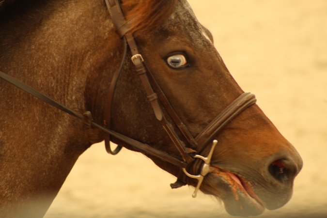 Watchung Stables