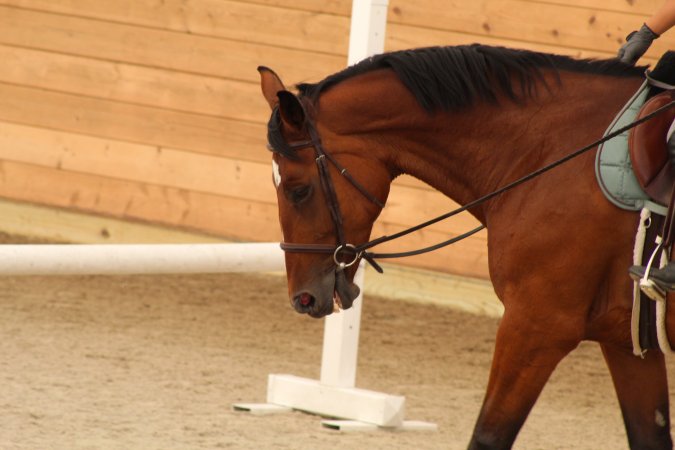 Watchung Stables