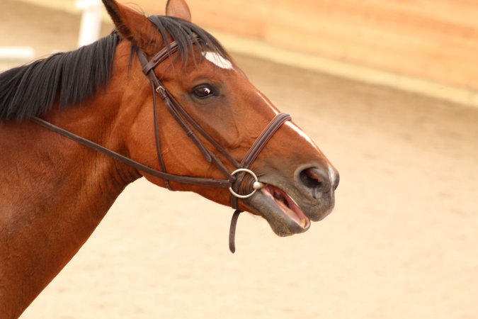 Watchung Stables