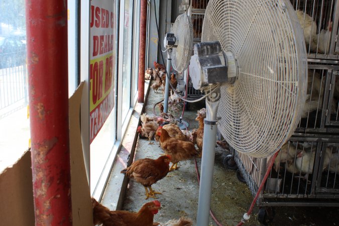 Pepe's Poultry Market