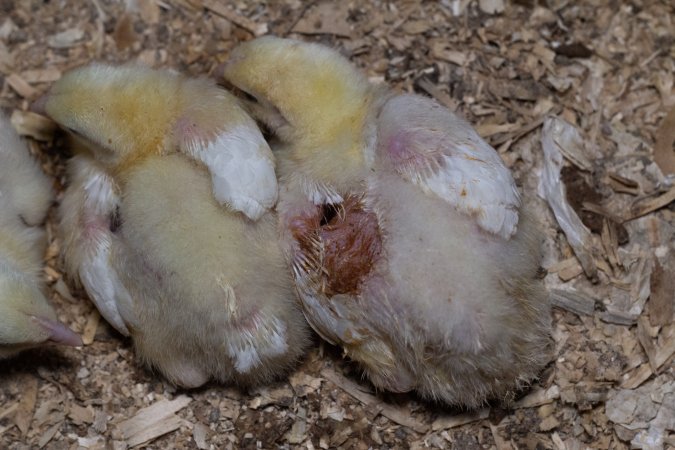RSPCA Approved Chicken