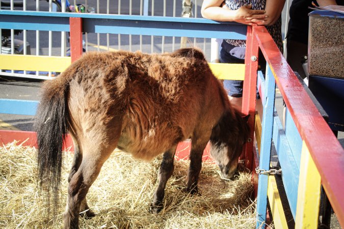 Meadowlands State Fair Petting Zoo