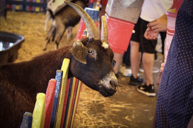 Meadowlands State Fair Petting Zoo