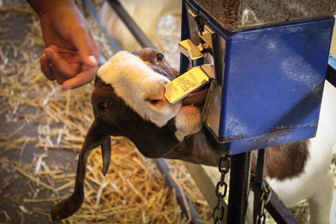 Meadowlands State Fair Petting Zoo