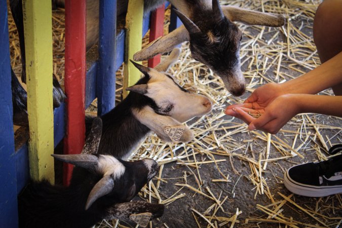 Meadowlands State Fair Petting Zoo