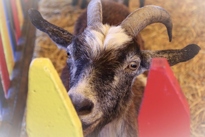 Meadowlands State Fair Petting Zoo