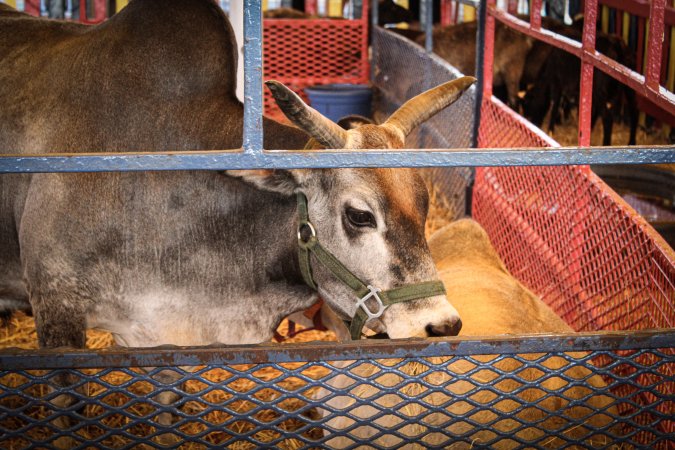 Meadowlands State Fair Petting Zoo