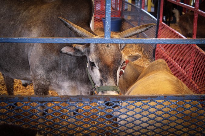 Meadowlands State Fair Petting Zoo