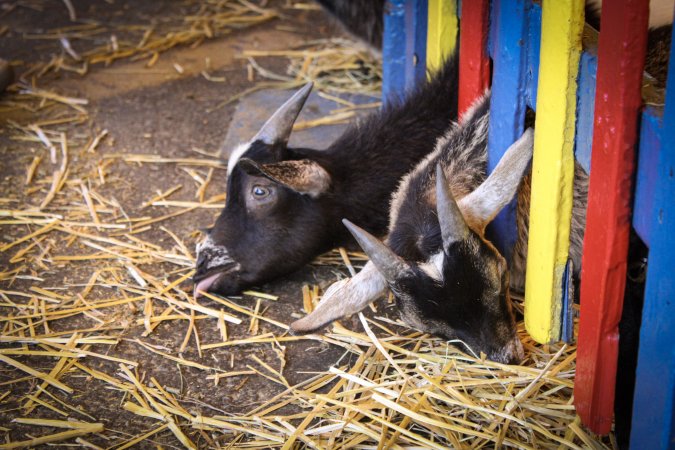 Meadowlands State Fair Petting Zoo