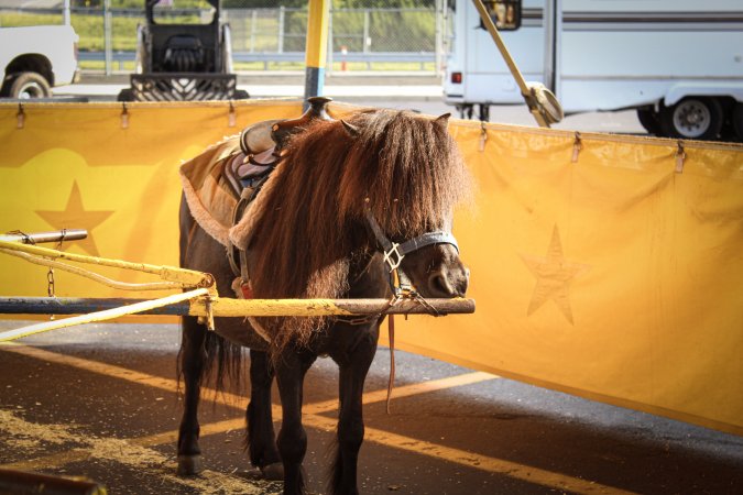 Meadowlands State Fair Petting Zoo