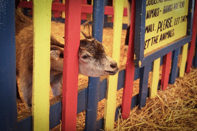 Meadowlands State Fair Petting Zoo