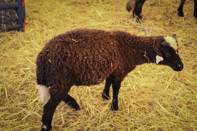 Meadowlands State Fair Petting Zoo