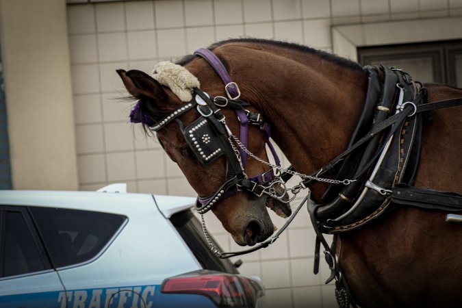 NYC Horse Carriages