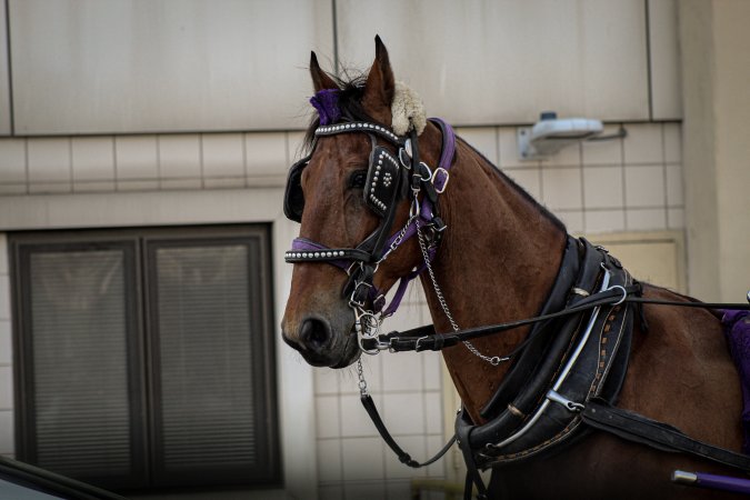 NYC Horse Carriages