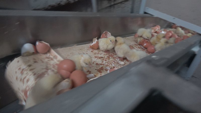 Maceration of chicks in the egg industry