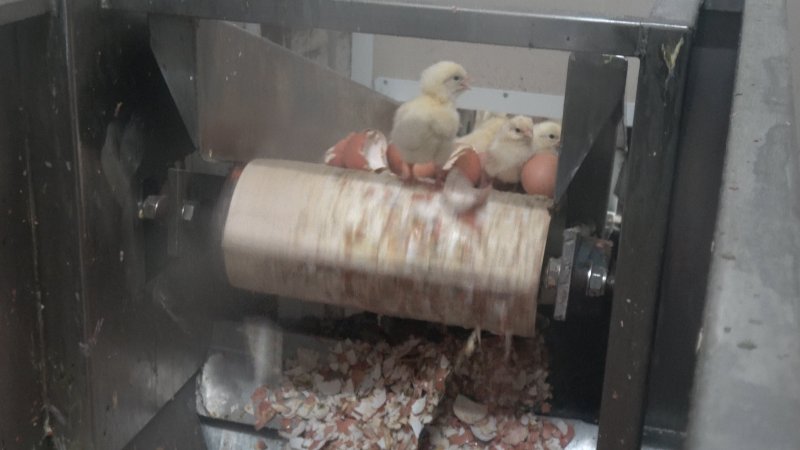 Maceration of chicks in the egg industry