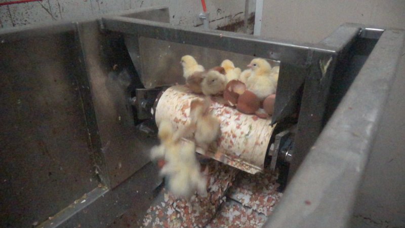 Maceration of chicks in the egg industry