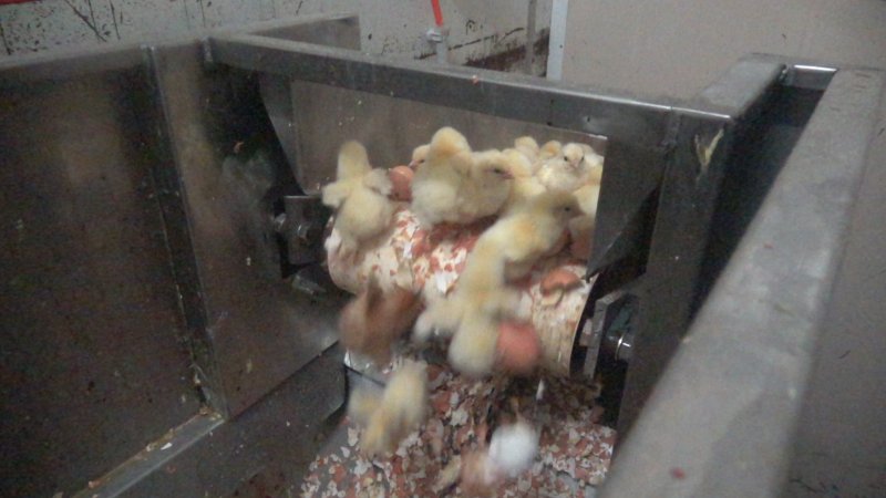 Maceration of chicks in the egg industry