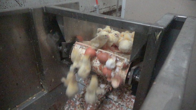 Maceration of chicks in the egg industry