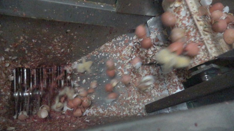 Maceration of chicks in the egg industry