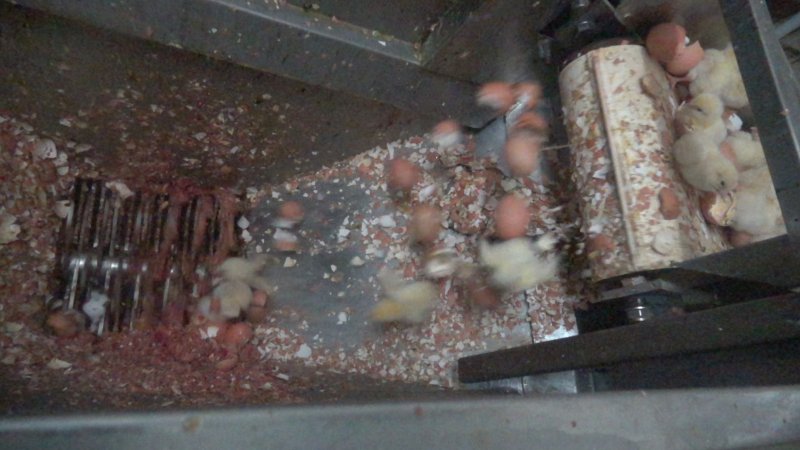 Maceration of chicks in the egg industry