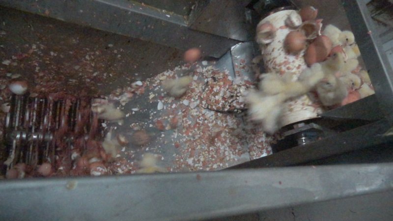 Maceration of chicks in the egg industry