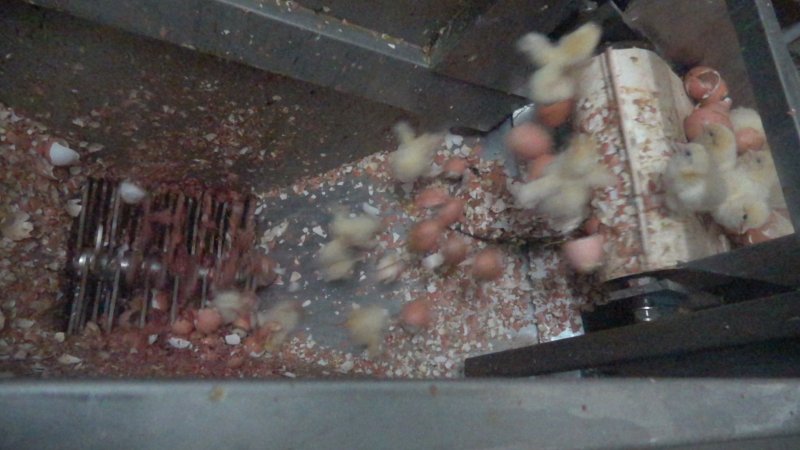 Maceration of chicks in the egg industry