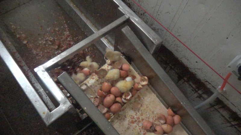 Maceration of chicks in the egg industry