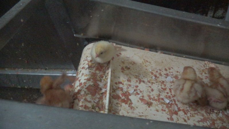 Maceration of chicks in the egg industry