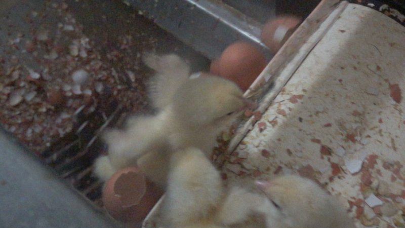 Maceration of chicks in the egg industry