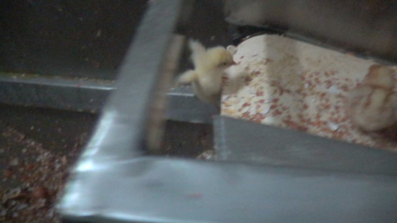 Maceration of chicks in the egg industry