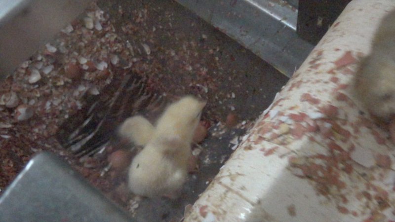 Maceration of chicks in the egg industry