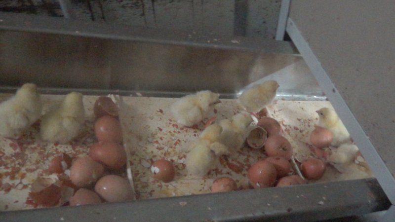 Maceration of chicks in the egg industry