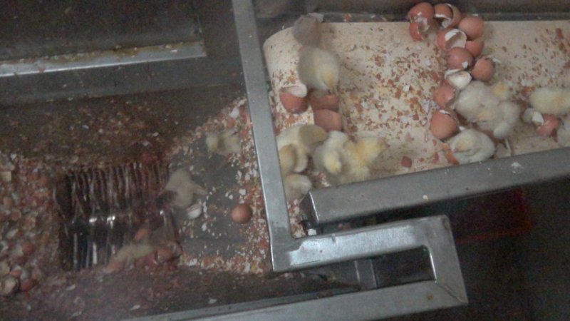 Maceration of chicks in the egg industry