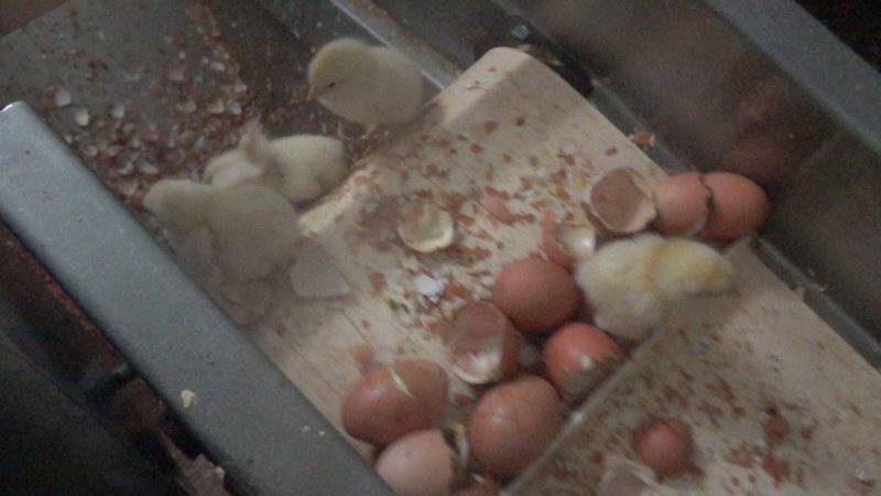 Maceration of chicks in the egg industry