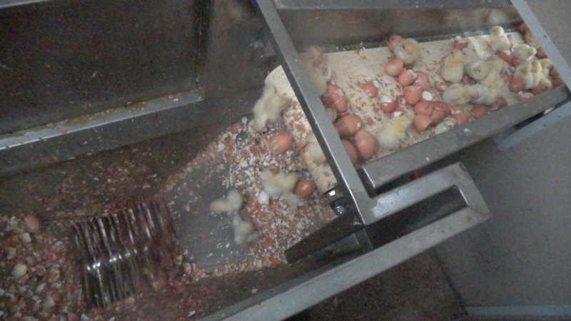 Maceration of chicks in the egg industry