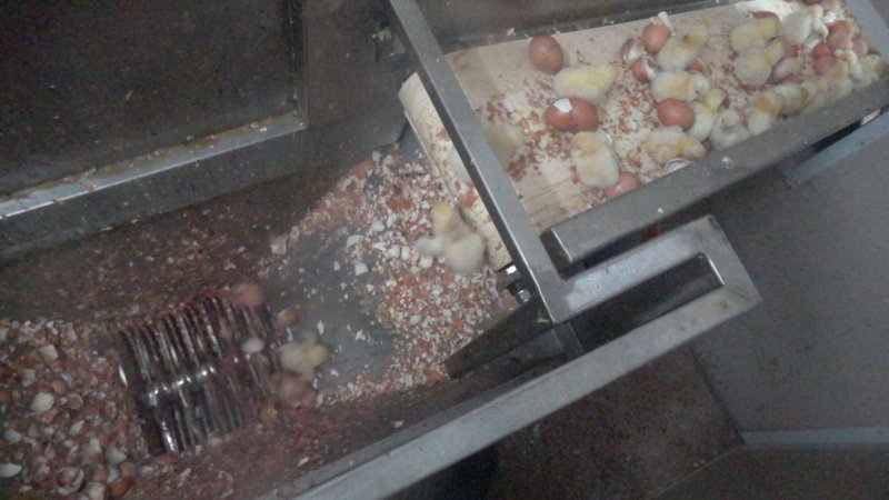 Maceration of chicks in the egg industry