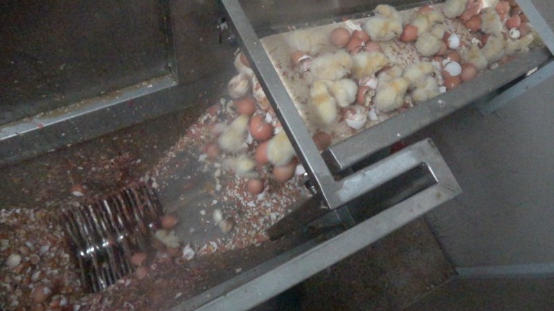 Maceration of chicks in the egg industry