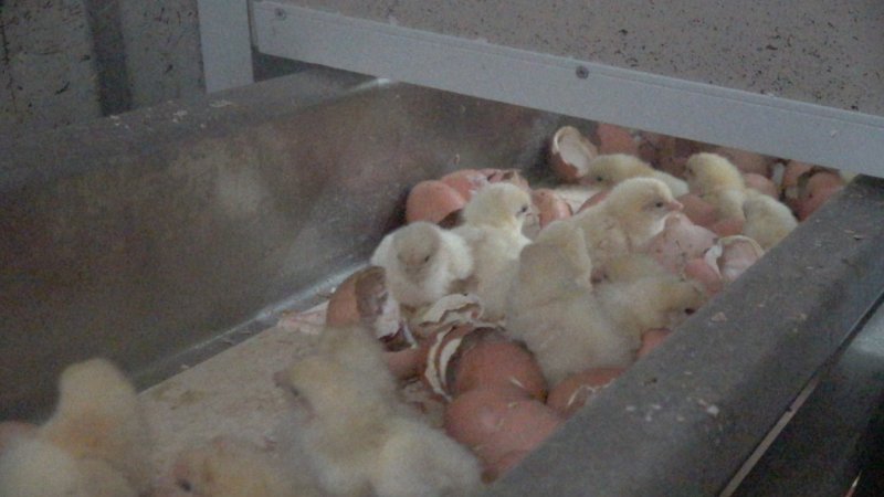 Maceration of chicks in the egg industry