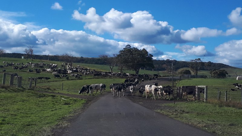 Chitticks farm, Rose Valley