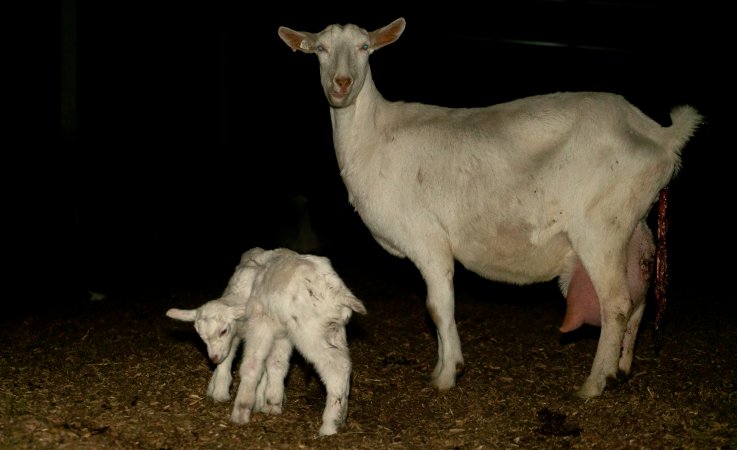 Mother goat with newborn kids