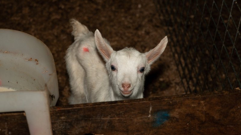 Female goat kid