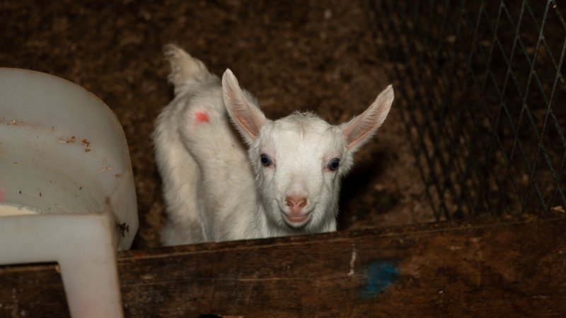 Female goat kid