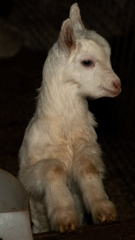 Female goat kid