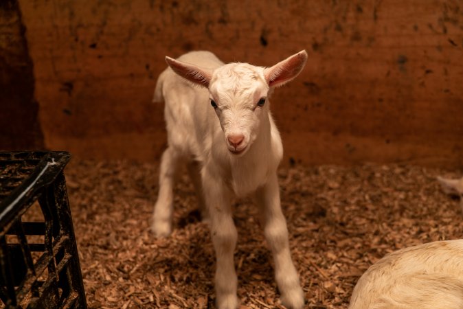 Female goat kid