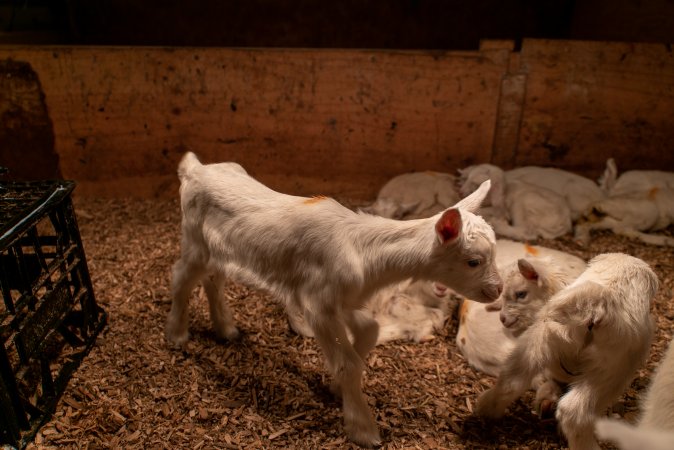 Female goat kids