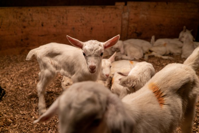 Female goat kids