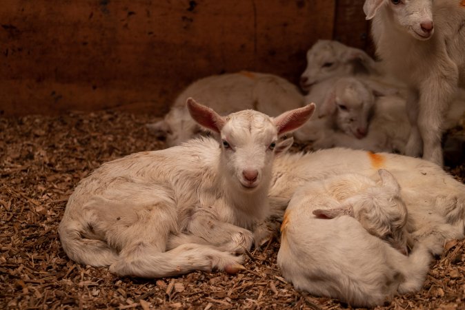 Female goat kids